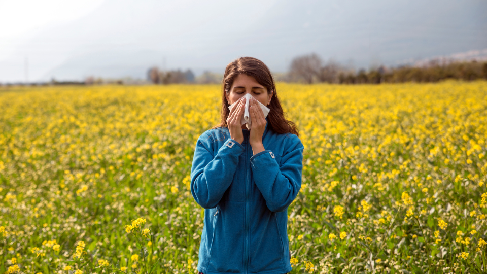Alergji nga poleni, foto: Feyyazalacam në Canva