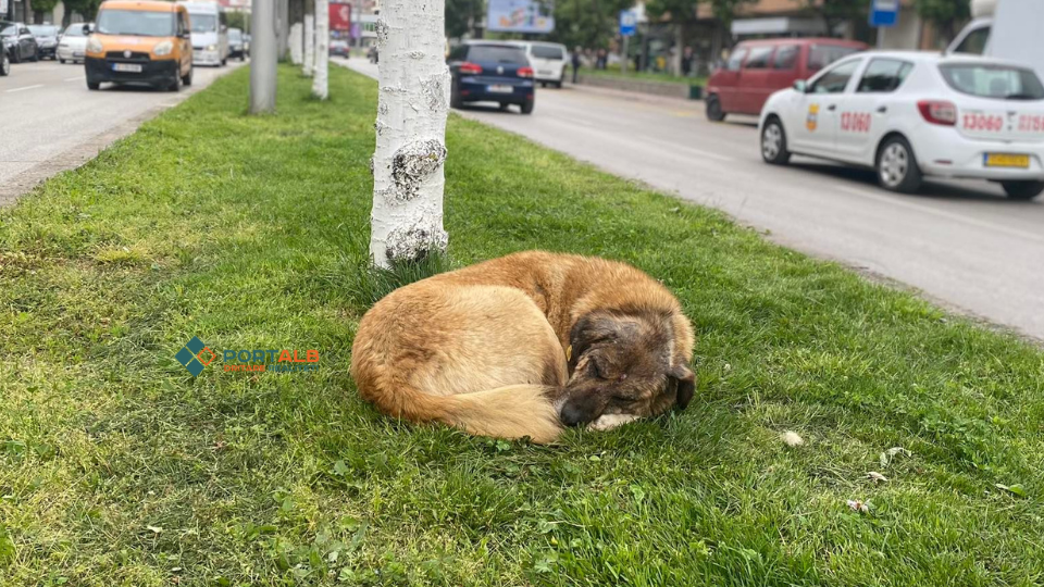 Qen endacak në Tetovë, foto: Fisnik Xhelili/Portalb.mk