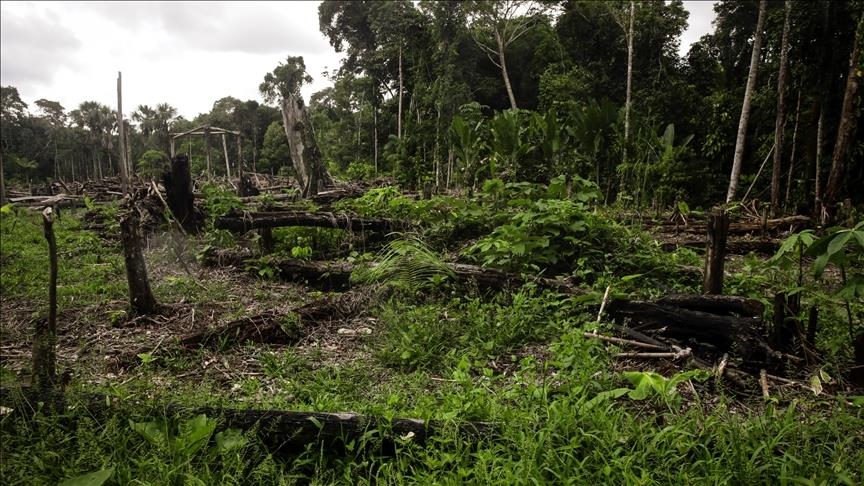 Pyll në Kolumbi. Foto nga Anadolu Agency