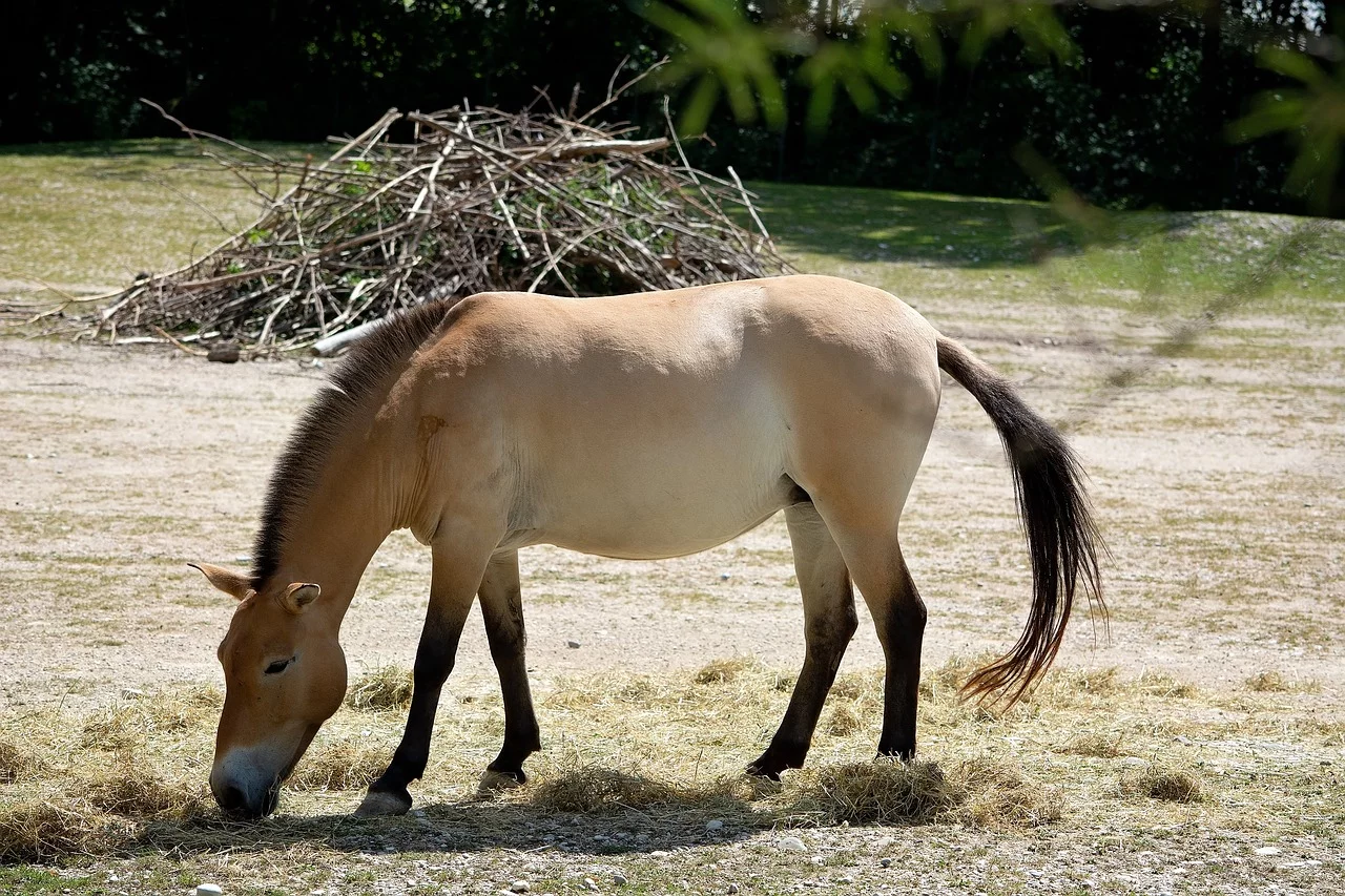 Kal, kuaj. Foto nga Petra/Pixabay