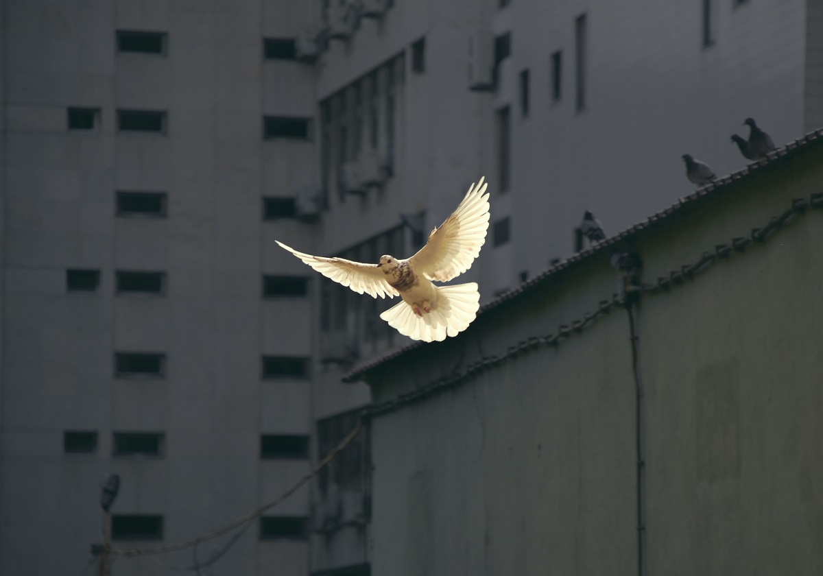 Pëllumb, paqe, thënie. Foto nga Sunguk Kim/Unsplash