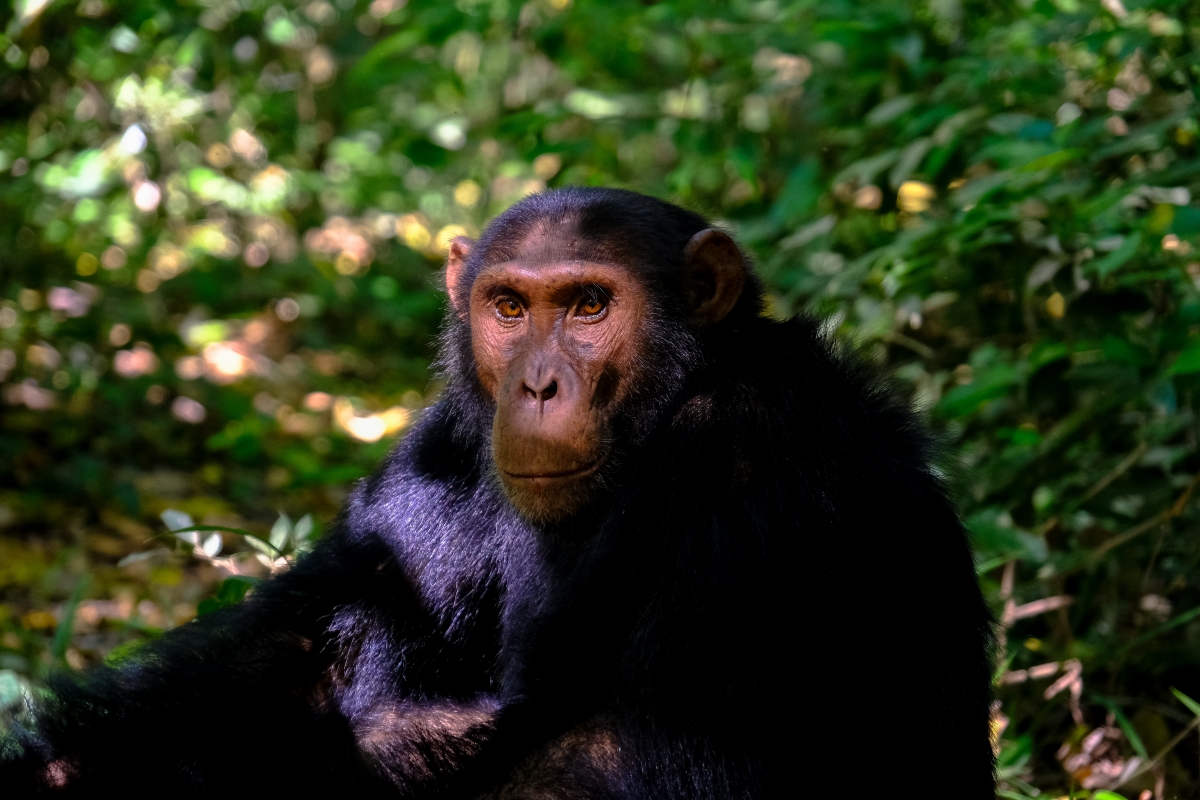 shimpanze, majmun