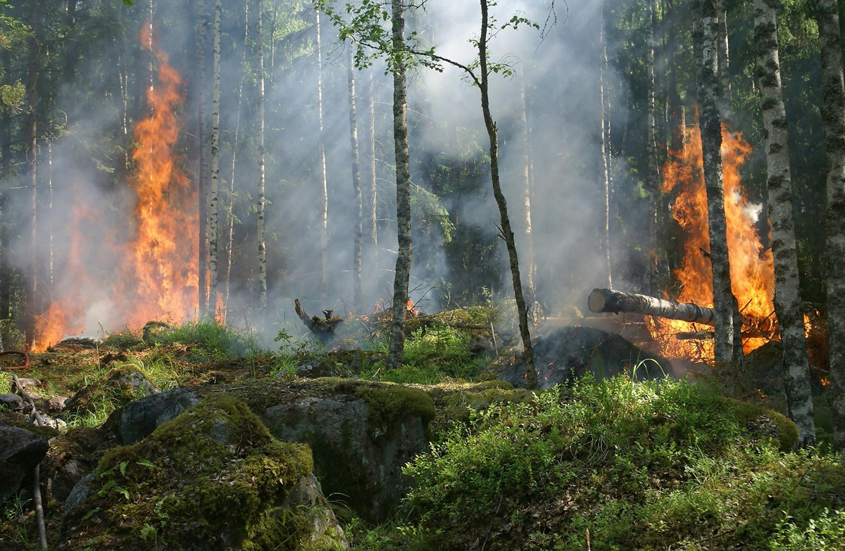 Ekocid, male, shkatërrim i natyrës. Foto: Pixabay/https://www.pexels.com/photo/forest-on-fire-51951/