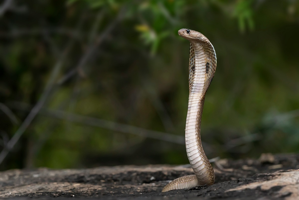 Gjarpër. Foto: Nivedh P/Unsplash