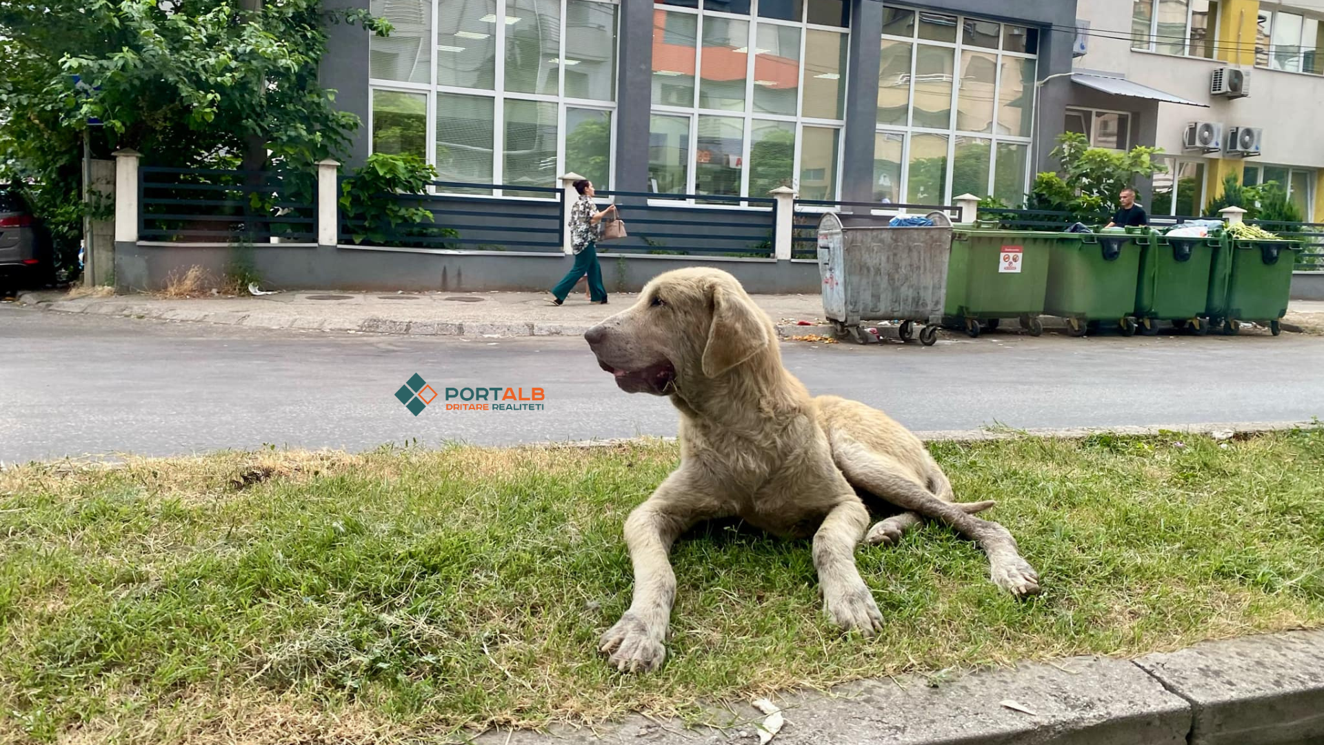 Qen endacak në Tetovë. Foto: Fisnik Xhelili/Portalb.mk