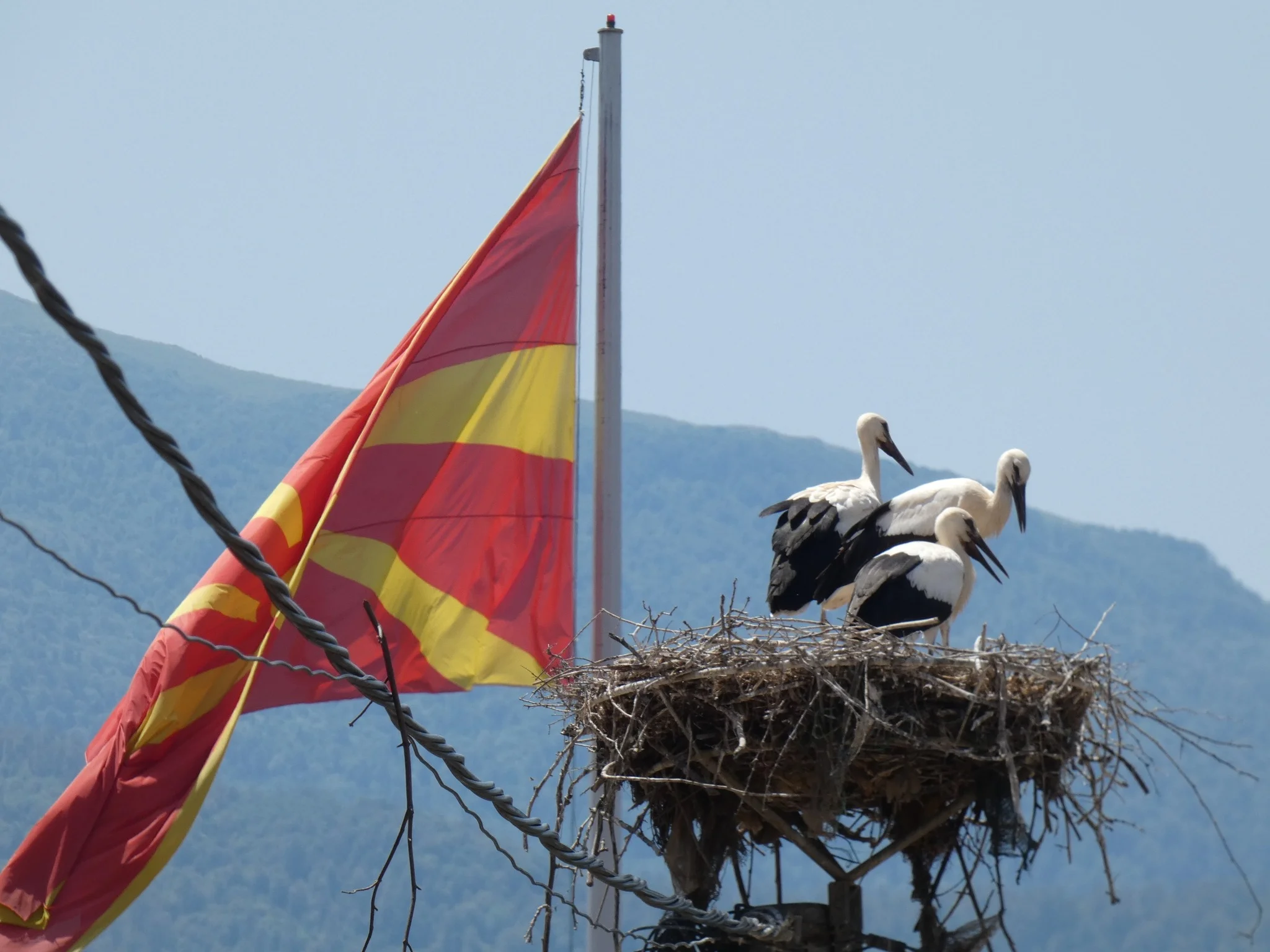 Lejlekë. Foto: Shoqata ekologjike maqedonase